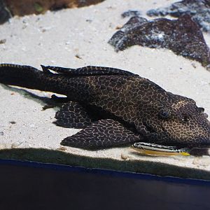 Armoured catfish and small cichlid ID - Zoo Antwerpen, 2019-06-26