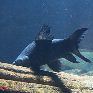 Carp-like fish in African aquarium - Zoo Antwerpen, 2019-06-26