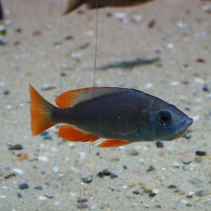 Mbuna/Malawi cichlid ID - Zoo Antwerpen, 2019-06-26