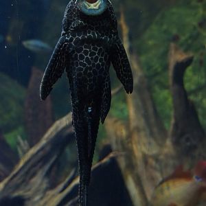 Armoured catfish ID - Zoo Antwerpen, 2019-06-26
