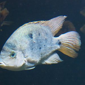 American cichlid ID - Zoo Antwerpen, 2019-06-26