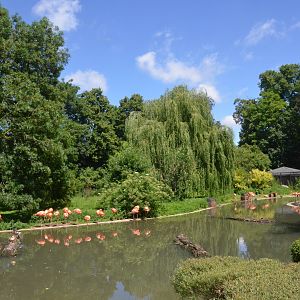 Flamingo Enclosure at Krefeld, 15/06/19