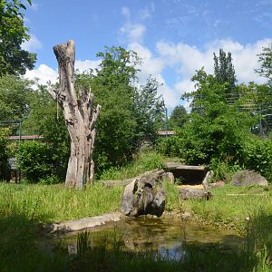 Tiger Enclosure at Krefeld, 15/06/19