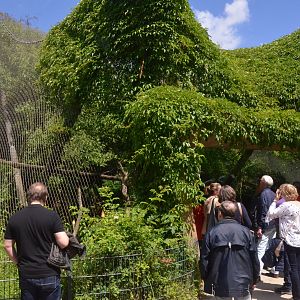 Jaguar Viewing at Krefeld, 15/06/19