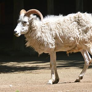 Dall's Sheep at Krefeld, 15/06/19