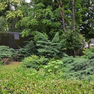 Mountain Anoa Enclosure at Krefeld, 15/06/19