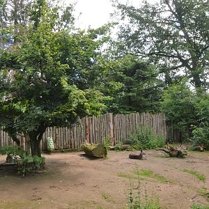 Eastern Grey Kangaroo Enclosure at Krefeld, 15/06/19