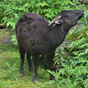 Mountain Anoa at Krefeld, 15/06/19