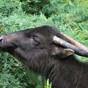 Mountain Anoa at Krefeld, 15/06/19