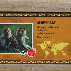 Sign Barbary macaque, 2019-06-26