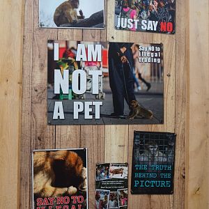 Dangers for Barbary macaques sign, 2019-06-26