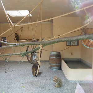 New Barbary macaque exhibit - Indoor exhibit, 2019-06-26