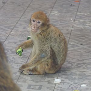 Juvenile Barbary macaque (Macaca sylvanus), 2019-06-26