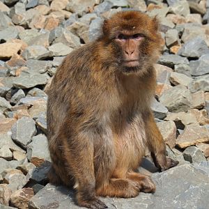 Barbary macaque (Macaca sylvanus), 2019-06-26