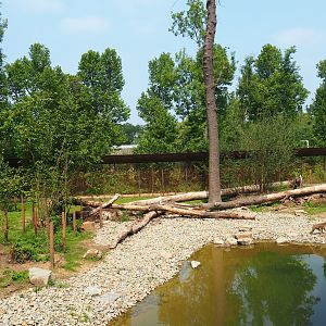 New Barbary macaque exhibit - Outdoor exhibit, 2019-06-26