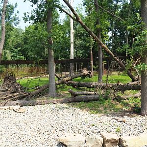 New Barbary macaque exhibit - Outdoor exhibit, 2019-06-26