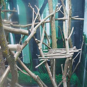 Members' preview of the new bonobo house - Third indoor exhibit, 2019-06-26