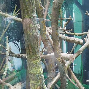 Members' preview of the new bonobo house - Third indoor exhibit, 2019-06-26