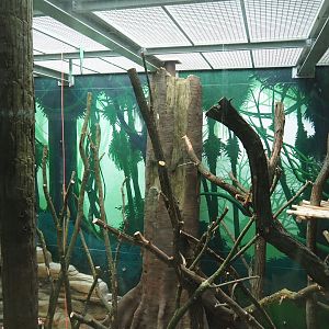 Members' preview of the new bonobo house - First indoor exhibit, 2019-06-26