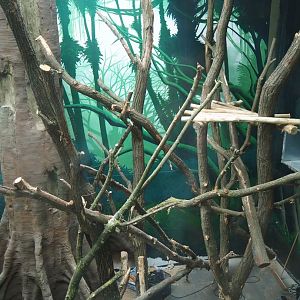 Members' preview of the new bonobo house - First indoor exhibit, 2019-06-26