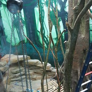 Members' preview of the new bonobo house - First indoor exhibit, 2019-06-26