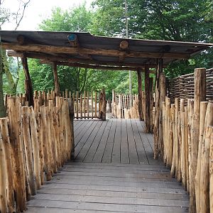 Members' preview of the new bonobo house - New outdoor viewing area, 2019-06-26