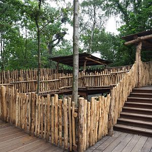 Members' preview of the new bonobo house - New outdoor viewing area, 2019-06-26