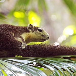 Finlayson's squirrel