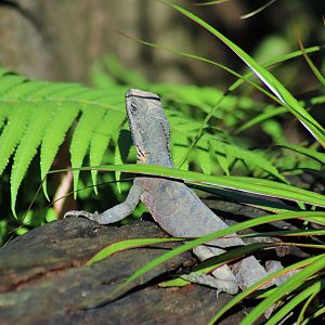 Lizard ID?