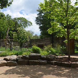 Gorilla Family Group Enclosure at Krefeld, 15/06/19