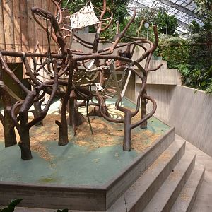 Bornean Orang-Utan Enclosure at Krefeld, 15/06/19