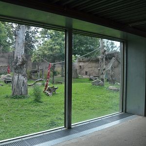 View to Gorilla Family Group Enclosure at Krefeld, 15/06/19