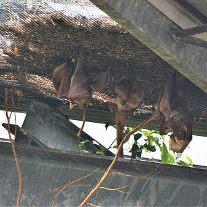 Gambian Epauletted Bats at Krefeld, 15/06/19