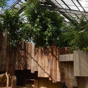 Enclosure for Non-breeding Gorillas at Krefeld, 15/06/19