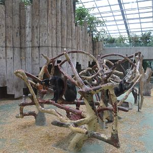 Chimpanzee Enclosure at Krefeld, 15/06/19