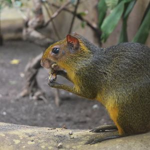 Green Acouchi at Krefeld, 15/06/19