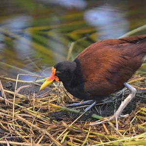 Wattled Jacana at Krefeld, 15/06/19