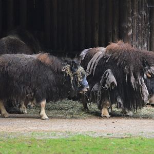 Greenland Musk Ox at Krefeld, 15/06/19