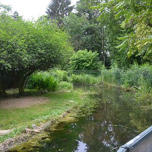 Serval Enclosure with Moat at Krefeld, 15/06/19