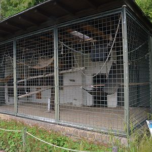 Siamang Enclosure at Krefeld, 15/06/19