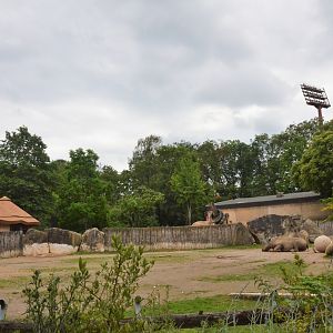 Eastern Black Rhino Enclosure at Krefeld, 15/06/19