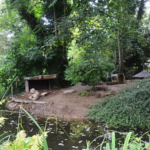 Bat-eared Fox Enclosure at Krefeld, 15/06/19