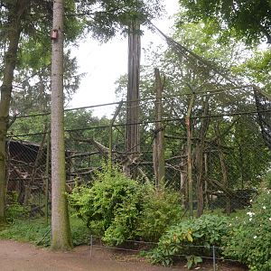 Kikuyu Guereza Enclosure at Krefeld, 15/06/19