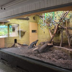 Jaguarundi Indoor Enclosure at Krefeld, 15/06/19