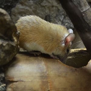 Cretan Spiny Mouse at Krefeld, 15/06/19