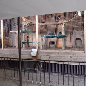 Kikuyu Guereza Indoor Enclosure at Krefeld, 15/06/19