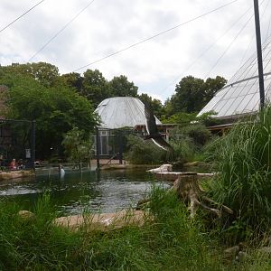 Penguin and Tern Aviary at Krefeld, 15/06/19
