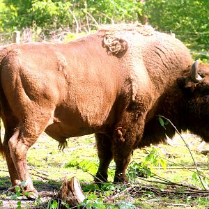 European bison; Wildwood; 28th June 2019