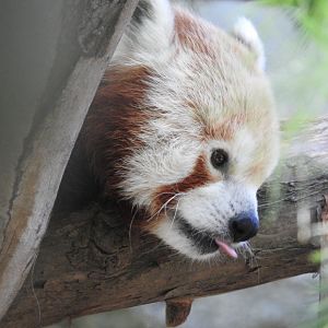 Red Panda