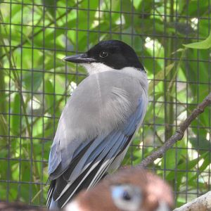 Azure-winged Magpie